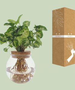 Syngonium Pixie - Ø12Cm - ↕30Cm - Afbeelding 3