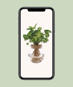 Syngonium Pixie - Ø12Cm - ↕30Cm - Afbeelding 4