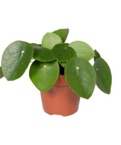 Pilea Peperomiodes - Pannekoekenplant
