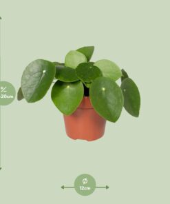 Pilea Peperomiodes - Pannekoekenplant - Afbeelding 2