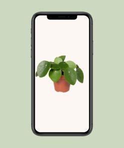 Pilea Peperomiodes - Pannekoekenplant - Afbeelding 4