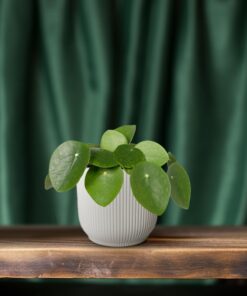 Pilea Peperomiodes - Pannekoekenplant - Afbeelding 6