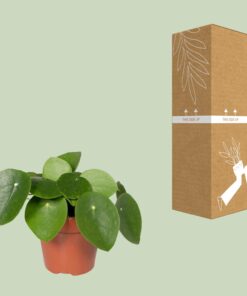 Pilea Peperomiodes - Pannekoekenplant - Afbeelding 8