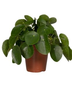 Pilea Peperomiodes - Pannekoekenplant - Afbeelding 10