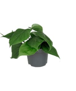 Philodendron Scandens - Ø12Cm - ↕15Cm
