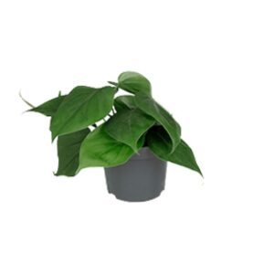 Philodendron – makkelijke kamerplant met glanzend blad – ±12 cm