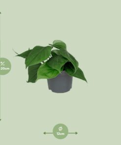Philodendron Scandens - Ø12Cm - ↕15Cm - Afbeelding 2