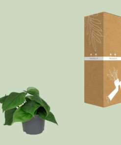 Philodendron Scandens - Ø12Cm - ↕15Cm - Afbeelding 3