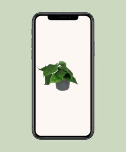 Philodendron Scandens - Ø12Cm - ↕15Cm - Afbeelding 4