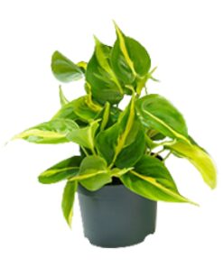 Philodendron Scandens Brasil - Ø12Cm - ↕15Cm