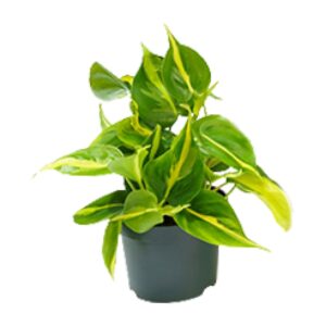 Philodendron Scandens Brasil – bontbladige hangplant voor halfschaduw – ±12 cm