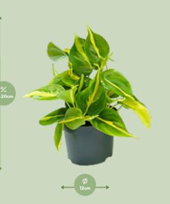 Philodendron Scandens Brasil - Ø12Cm - ↕15Cm - Afbeelding 2