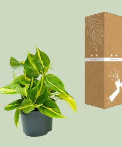 Philodendron Scandens Brasil - Ø12Cm - ↕15Cm - Afbeelding 3