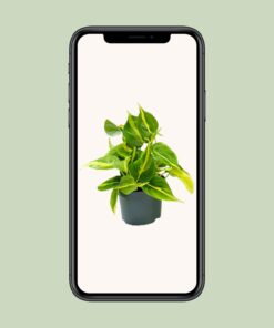 Philodendron Scandens Brasil - Ø12Cm - ↕15Cm - Afbeelding 4