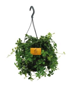 Parthenocissus Striatha Hang - Ø15Cm - ↕15Cm