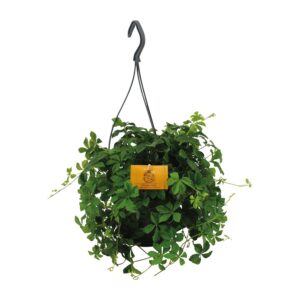 Parthenocissus Striatha – snelgroeiende klimplant voor halfschaduw – ±15 cm