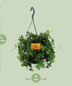 Parthenocissus Striatha Hang - Ø15Cm - ↕15Cm - Afbeelding 2