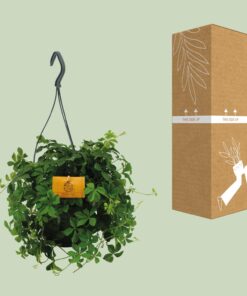 Parthenocissus Striatha Hang - Ø15Cm - ↕15Cm - Afbeelding 3