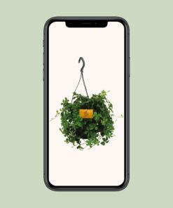 Parthenocissus Striatha Hang - Ø15Cm - ↕15Cm - Afbeelding 4