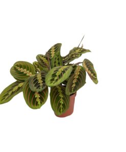 Maranta Fascinator (Pijlwortel) - Ø12Cm - ↕20Cm