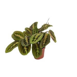 Maranta Fascinator (Pijlwortel) – bladeren die 's nachts opvouwen – ±12 cm