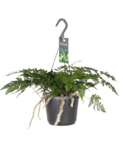 Humata Tyermannii - Ø17Cm - ↕20Cm