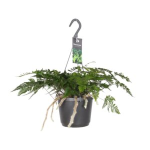 Berenvoetvaren (Humata tyermannii) – kamerplant – ±17 cm