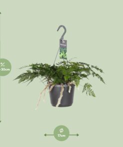 Humata Tyermannii - Ø17Cm - ↕20Cm - Afbeelding 2