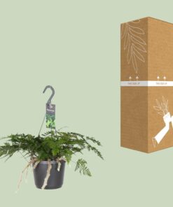 Humata Tyermannii - Ø17Cm - ↕20Cm - Afbeelding 3