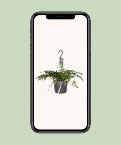 Humata Tyermannii - Ø17Cm - ↕20Cm - Afbeelding 4