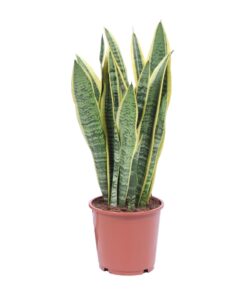 Sansevieria Trifasciata Laurentii - Ø14Cm - ↕40Cm