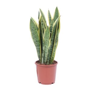 Sansevieria / Vrouwentong – bontbladig en bijzonder makkelijk – ±14 cm