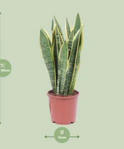 Sansevieria Trifasciata Laurentii - Ø14Cm - ↕40Cm - Afbeelding 2