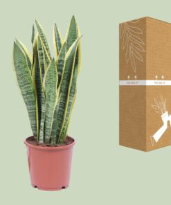 Sansevieria Trifasciata Laurentii - Ø14Cm - ↕40Cm - Afbeelding 3