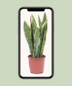 Sansevieria Trifasciata Laurentii - Ø14Cm - ↕40Cm - Afbeelding 4