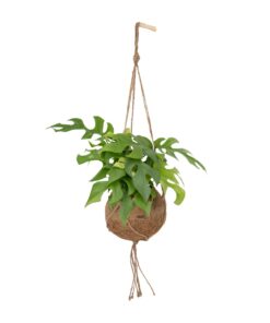 Kokodama Monstera Minima Hang - Ø15Cm - ↕25Cm
