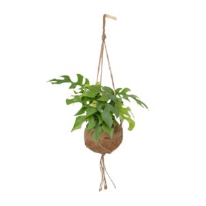 Kokodama Monstera Minima (Rhaphidophora tetrasperma) – tropische – ±15 cm