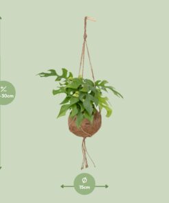 Kokodama Monstera Minima Hang - Ø15Cm - ↕25Cm - Afbeelding 2