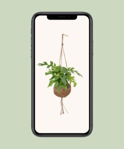 Kokodama Monstera Minima Hang - Ø15Cm - ↕25Cm - Afbeelding 4