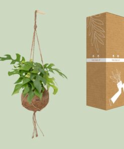 Kokodama Monstera Minima Hang - Ø15Cm - ↕25Cm - Afbeelding 7
