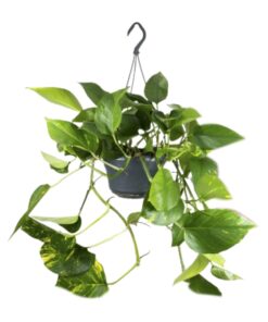 Epipremnum Aureum