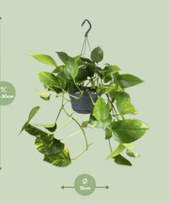 Epipremnum Aureum - Afbeelding 2