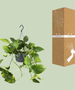 Epipremnum Aureum - Afbeelding 3
