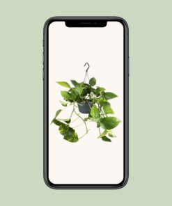 Epipremnum Aureum - Afbeelding 4