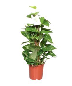 Epipremnum Aureum - Afbeelding 5