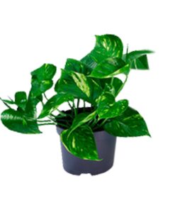 Epipremnum Aureum - Afbeelding 6