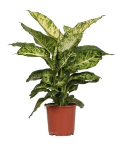 Dieffenbachia Mars - Ø17Cm - ↕50Cm