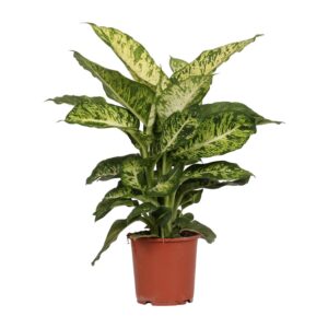 Dieffenbachia 'Mars' – giftige tropische kamerplant – ±17 cm