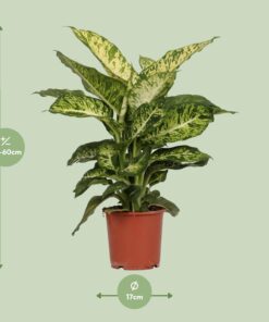 Dieffenbachia Mars - Ø17Cm - ↕50Cm - Afbeelding 2