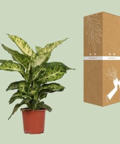 Dieffenbachia Mars - Ø17Cm - ↕50Cm - Afbeelding 3